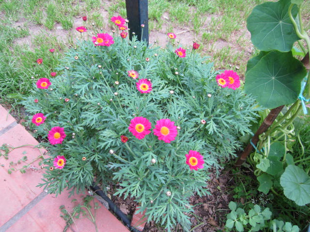 [Foto de planta, jardin, jardineria]