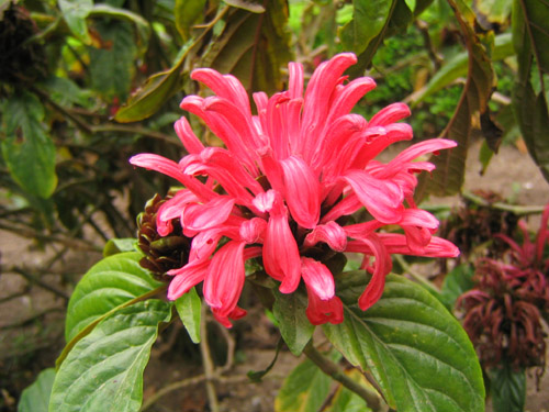 [Foto de planta, jardin, jardineria]