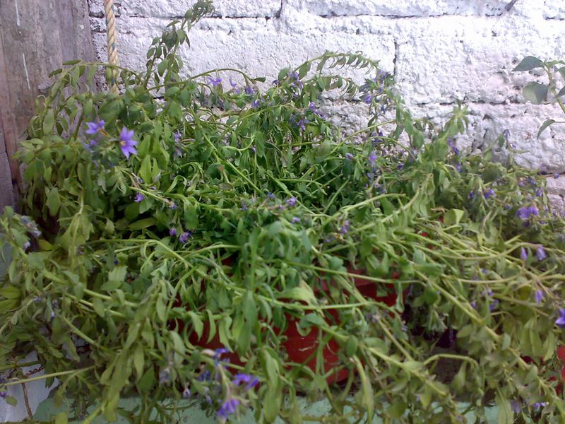 [Foto de planta, jardin, jardineria]