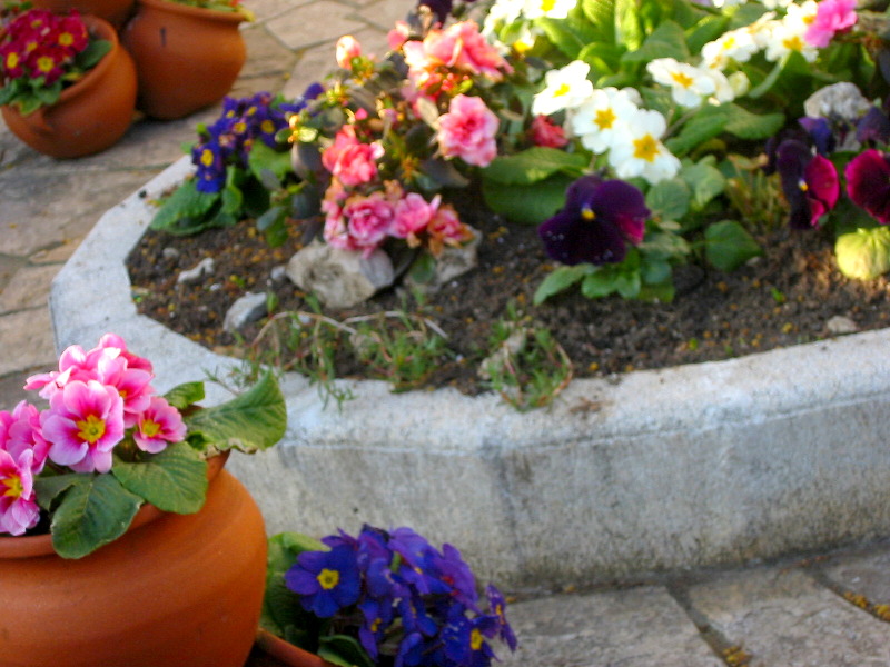 [Foto de planta, jardin, jardineria]