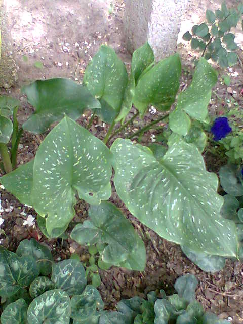 [Foto de planta, jardin, jardineria]