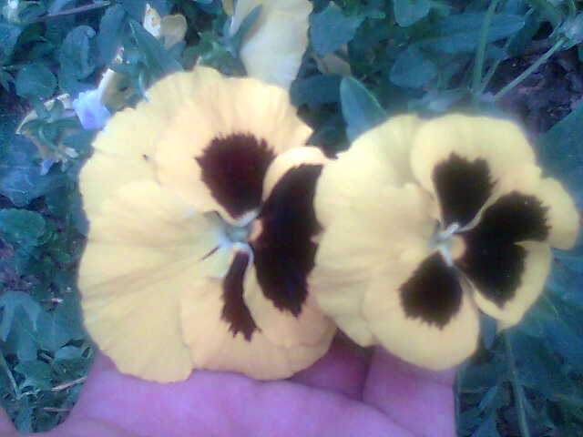 [Foto de planta, jardin, jardineria]