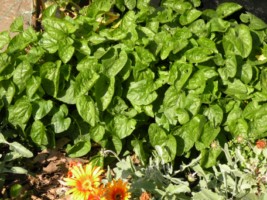 [Foto de planta, jardin, jardineria]
