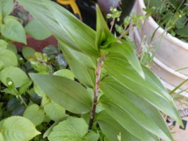 [Foto de planta, jardin, jardineria]
