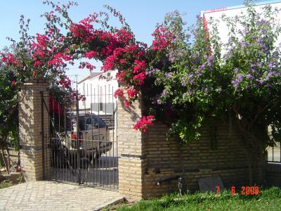 [Foto de planta, jardin, jardineria]