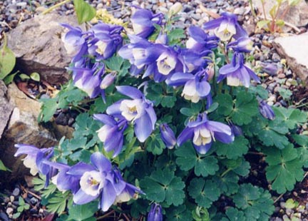 [Foto de planta, jardin, jardineria]