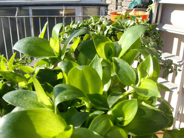 [Foto de planta, jardin, jardineria]