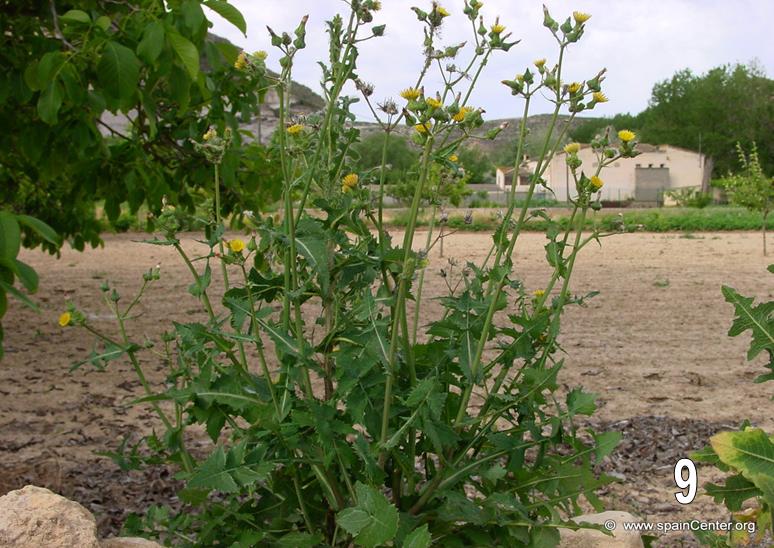 [Foto de planta, jardin, jardineria]