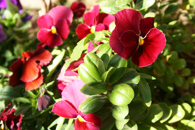 [Foto de planta, jardin, jardineria]