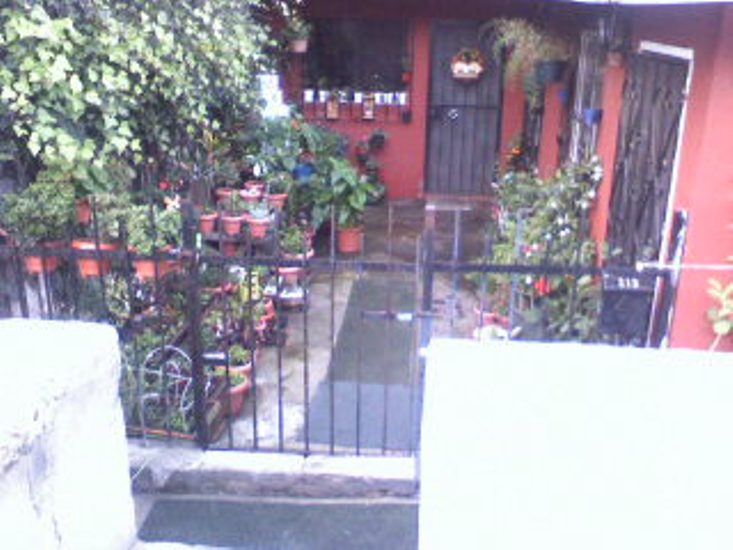[Foto de planta, jardin, jardineria]