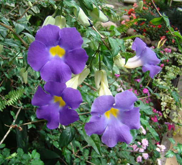 [Foto de planta, jardin, jardineria]