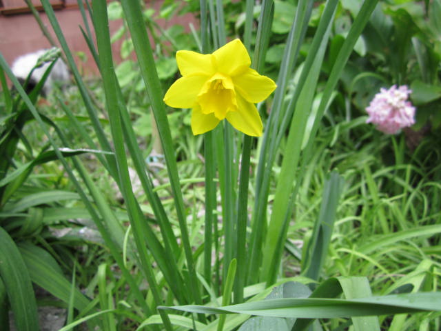 [Foto de planta, jardin, jardineria]