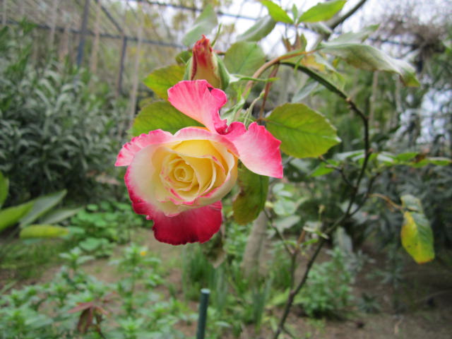 [Foto de planta, jardin, jardineria]