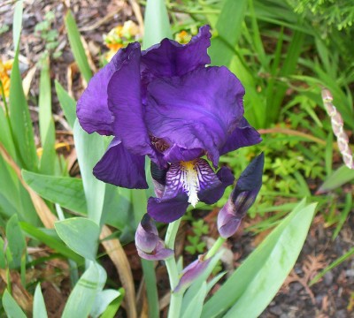 [Foto de planta, jardin, jardineria]