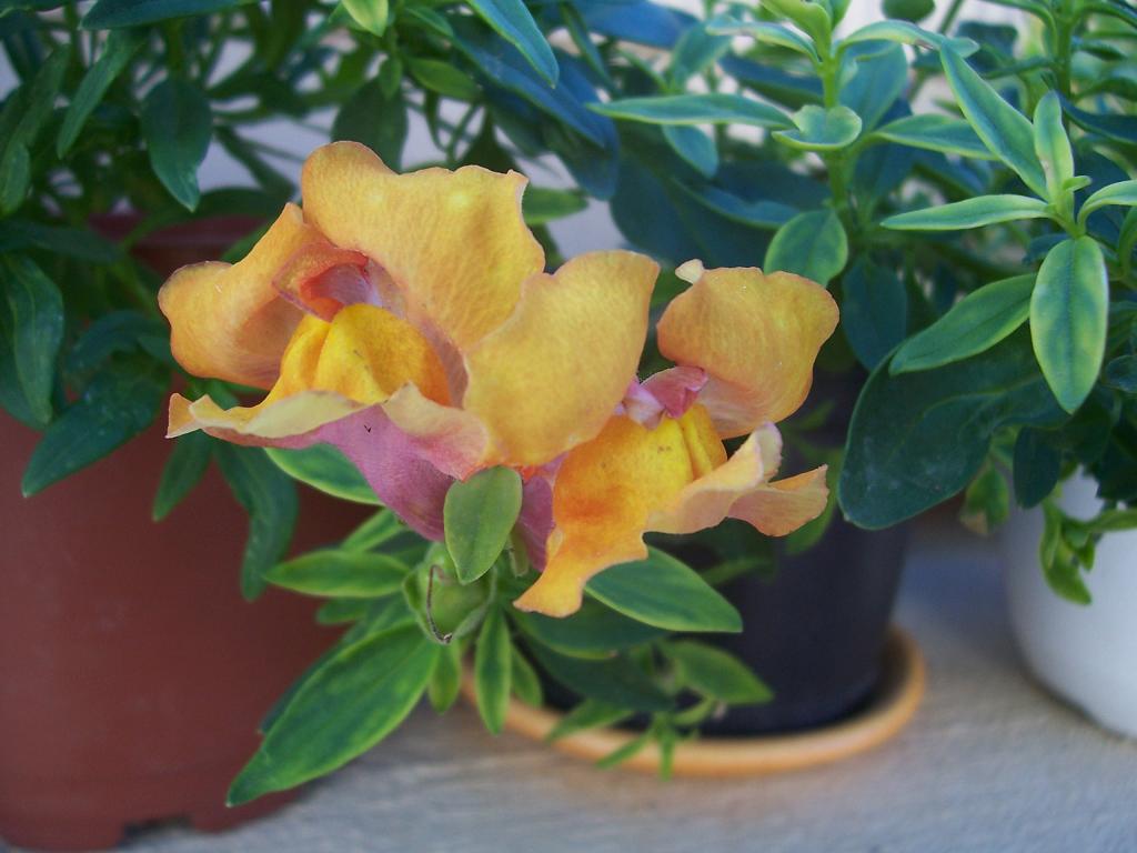 [Foto de planta, jardin, jardineria]