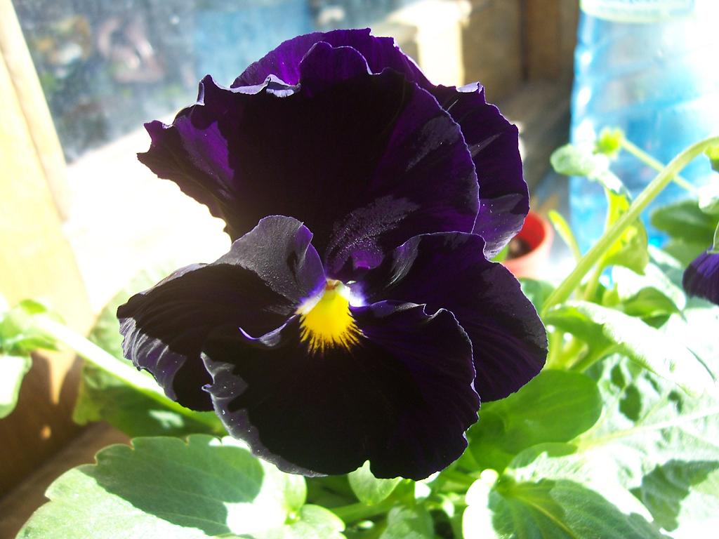 [Foto de planta, jardin, jardineria]