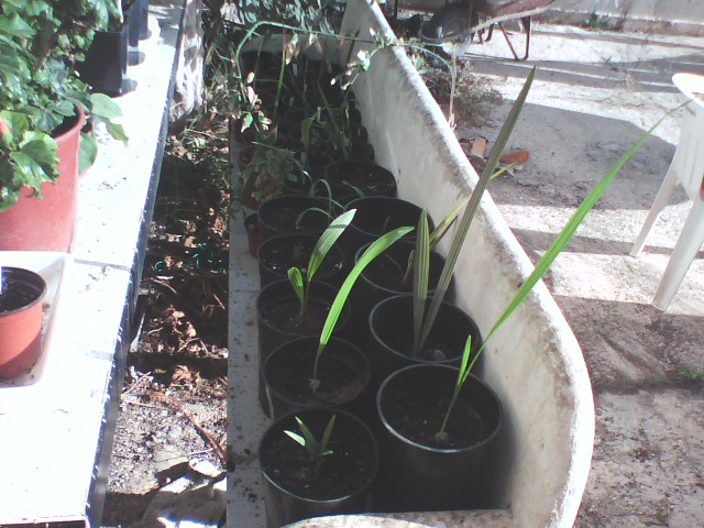 [Foto de planta, jardin, jardineria]