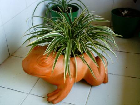 [Foto de planta, jardin, jardineria]