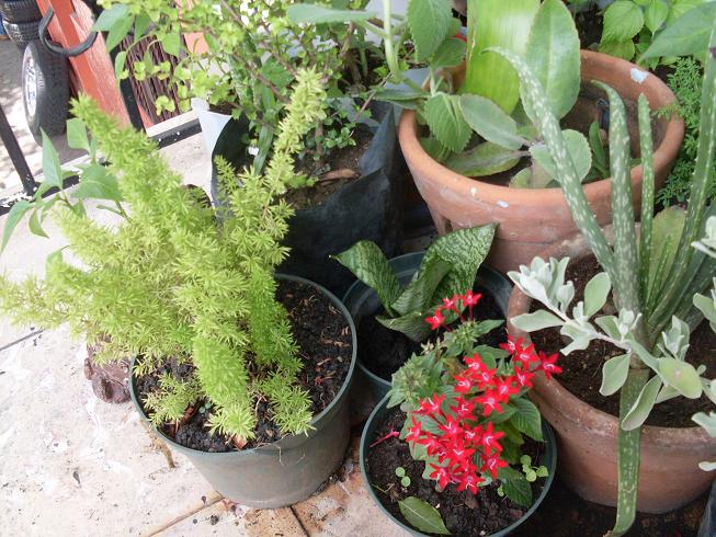 [Foto de planta, jardin, jardineria]