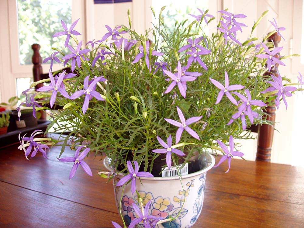 [Foto de planta, jardin, jardineria]