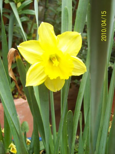 [Foto de planta, jardin, jardineria]