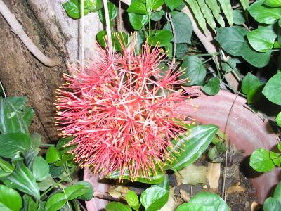 [Foto de planta, jardin, jardineria]