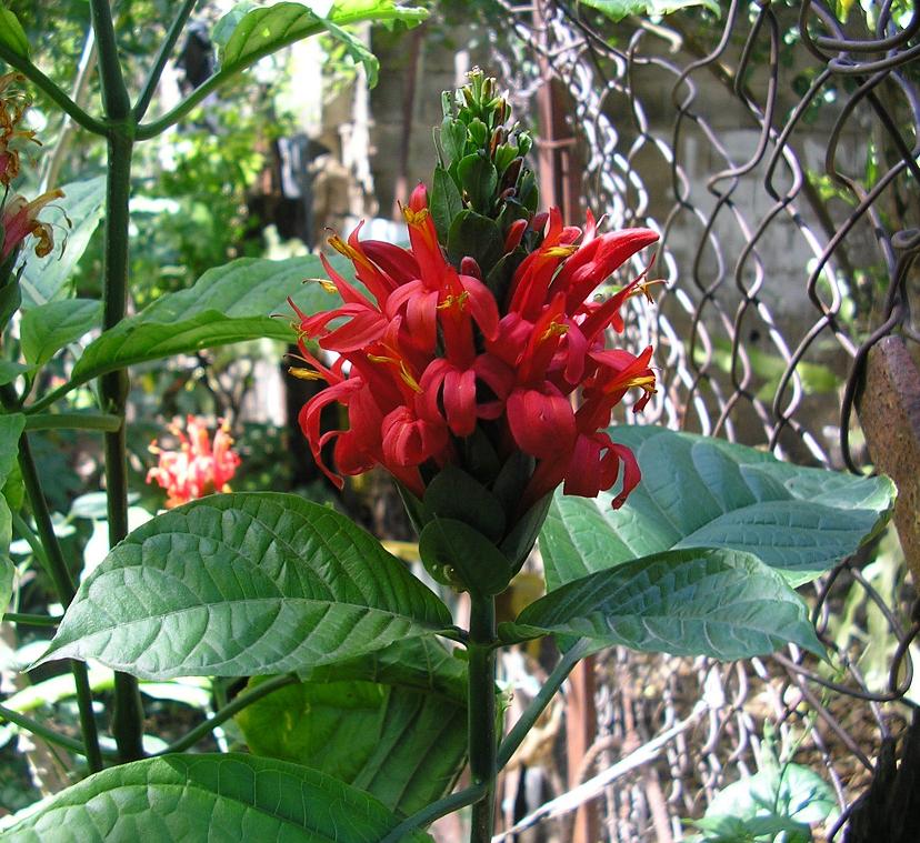 [Foto de planta, jardin, jardineria]