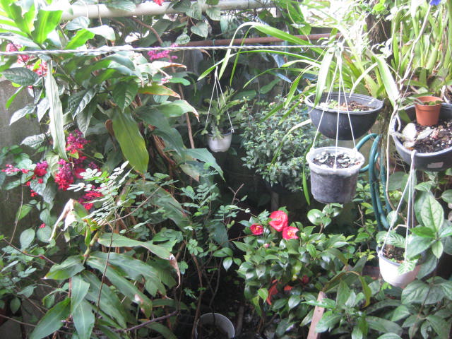 [Foto de planta, jardin, jardineria]
