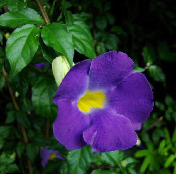 [Foto de planta, jardin, jardineria]