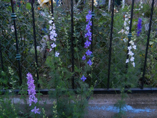 [Foto de planta, jardin, jardineria]
