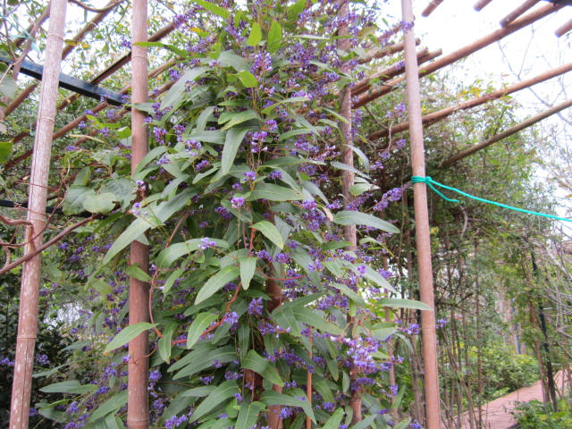 [Foto de planta, jardin, jardineria]
