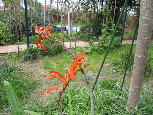 [Foto de planta, jardin, jardineria]