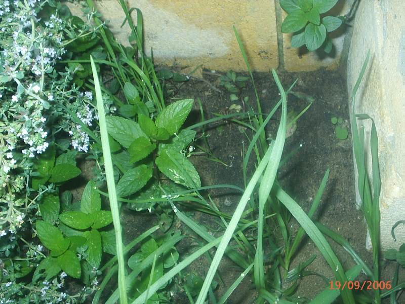 [Foto de planta, jardin, jardineria]