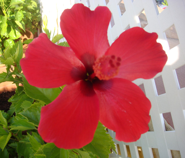 [Foto de planta, jardin, jardineria]