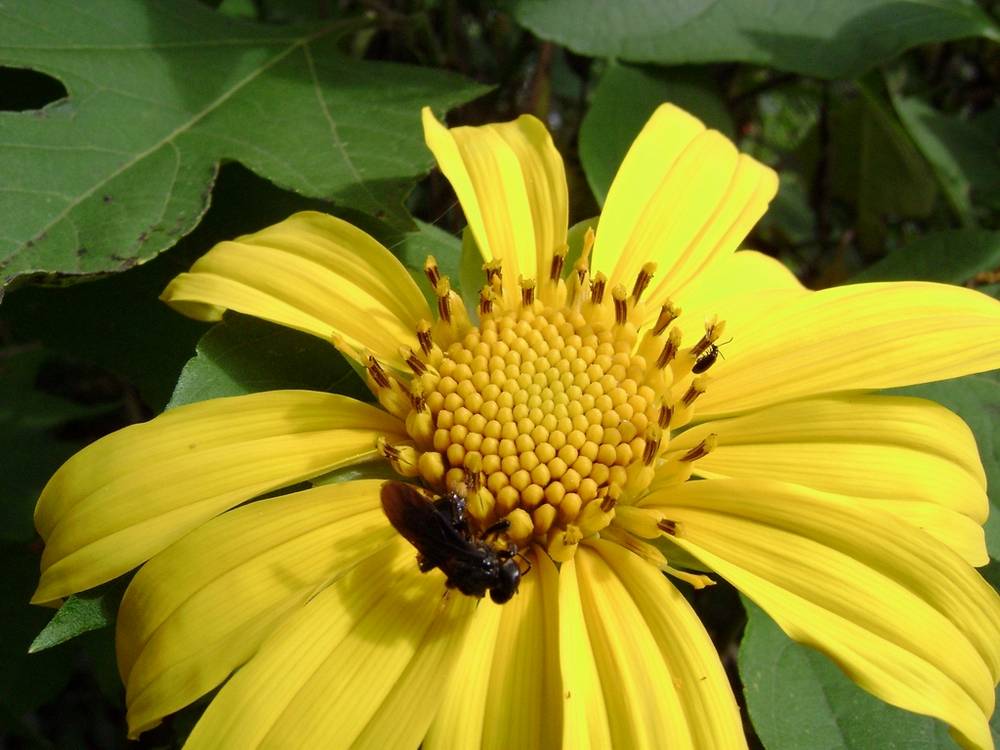 [Foto de planta, jardin, jardineria]