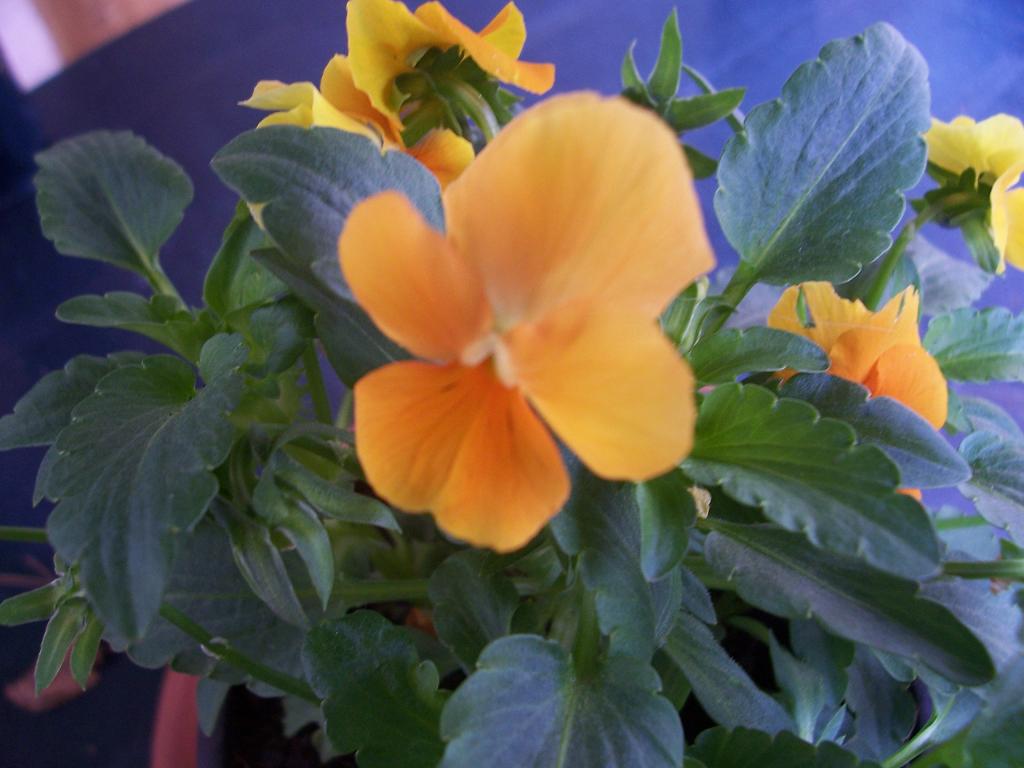 [Foto de planta, jardin, jardineria]
