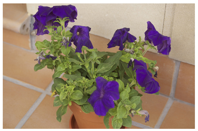 [Foto de planta, jardin, jardineria]