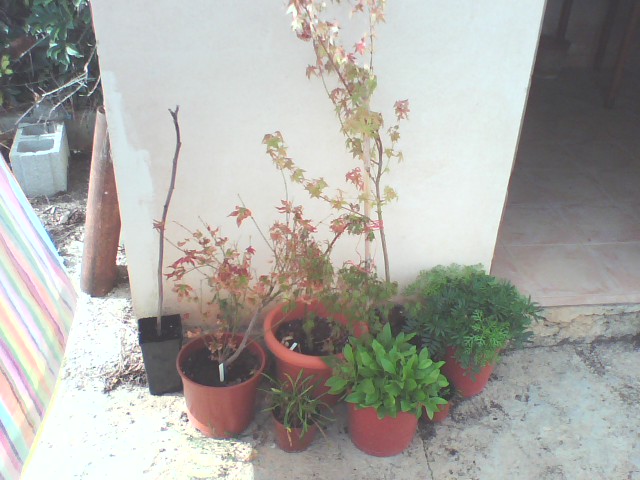 [Foto de planta, jardin, jardineria]