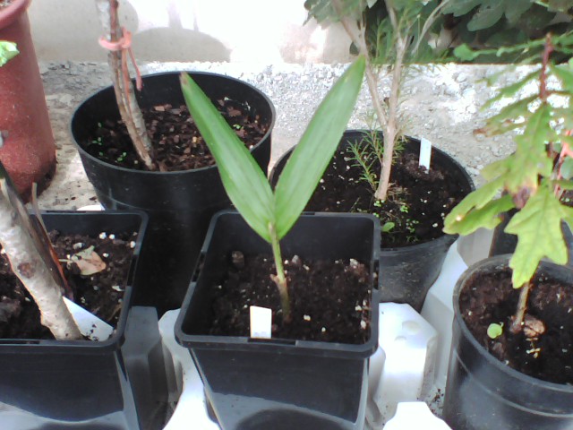 [Foto de planta, jardin, jardineria]