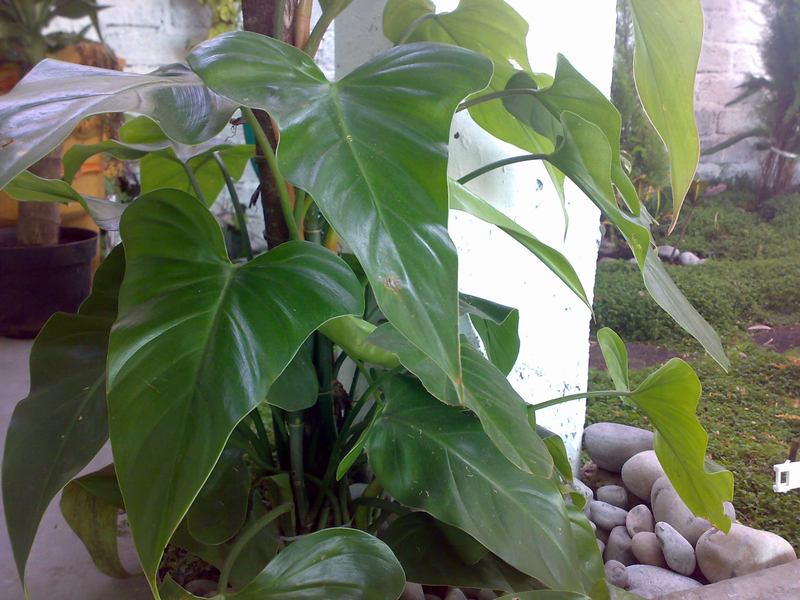 [Foto de planta, jardin, jardineria]