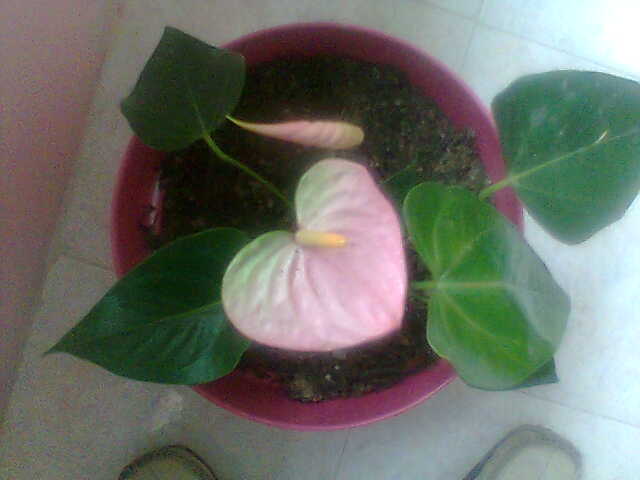 [Foto de planta, jardin, jardineria]