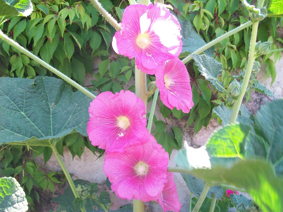 [Foto de planta, jardin, jardineria]