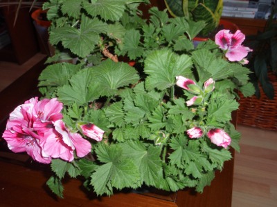 [Foto de planta, jardin, jardineria]