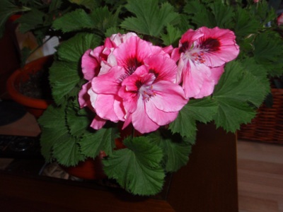 [Foto de planta, jardin, jardineria]
