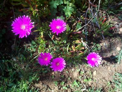 [Foto de planta, jardin, jardineria]