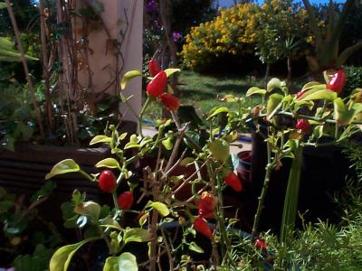 [Foto de planta, jardin, jardineria]