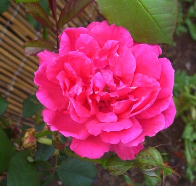 [Foto de planta, jardin, jardineria]