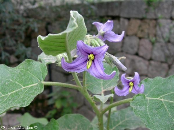 [Foto de planta, jardin, jardineria]