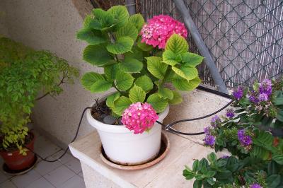[Foto de planta, jardin, jardineria]