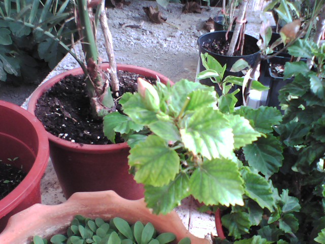 [Foto de planta, jardin, jardineria]